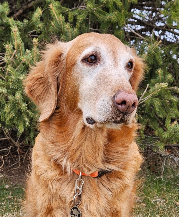 WI K9 SOS Image of files/Dog_Image/Spirit Cropped_114800.jpg